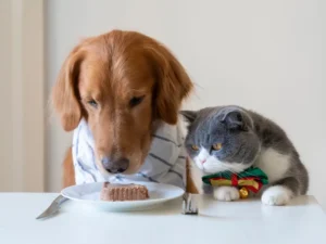 can dogs eat cat food