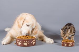 can dogs eat cat food