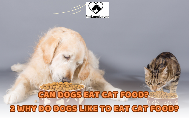 CAN DOGS EAT CAT FOOD? 2 Why do dogs like to eat cat food?