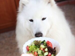 Can Dogs Eat Spring Mix?