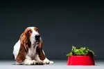 Can Dogs Eat Spring Mix?