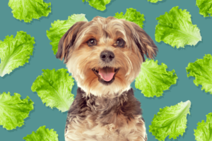 Can Dogs Eat Spring Mix?