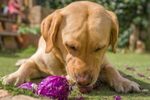 Can Dogs Eat Spring Mix?