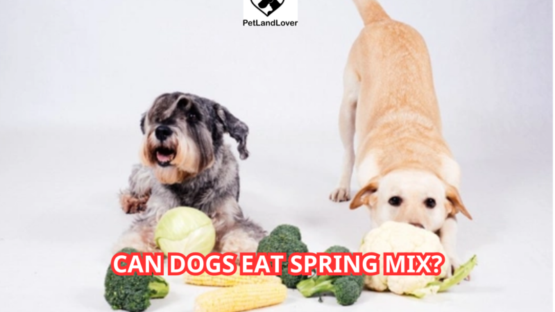 Can Dogs Eat Spring Mix?