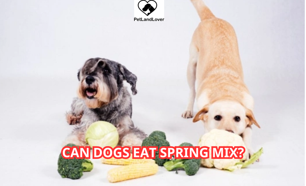 Can Dogs Eat Spring Mix?