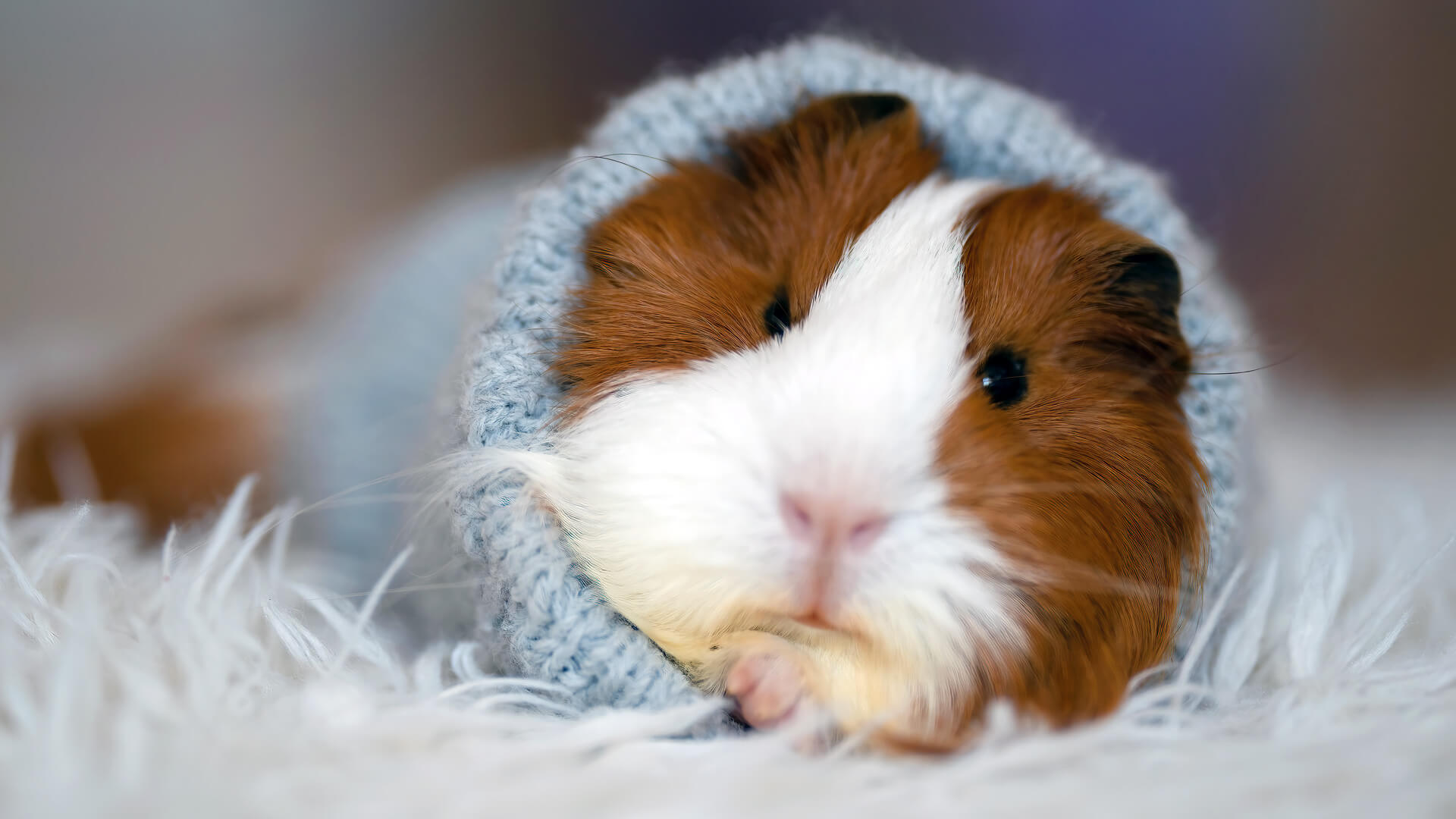 Understanding the Importance of Guinea Pig Blankets