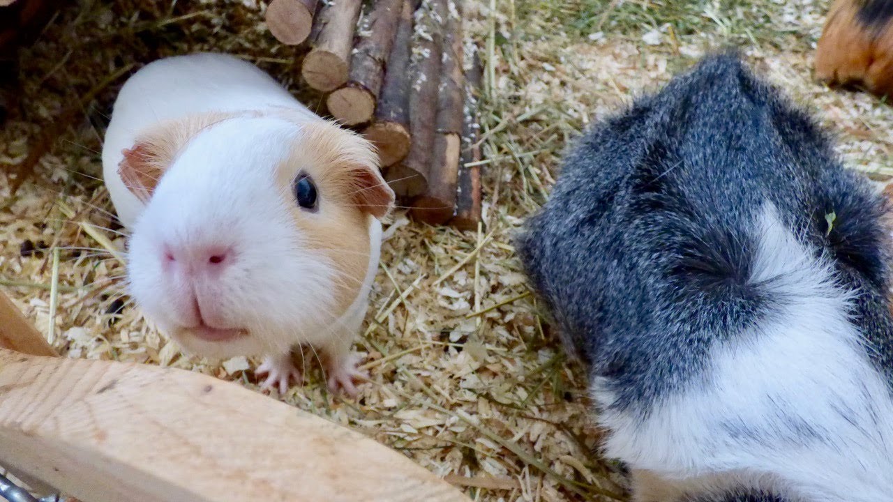 can-you-use-pine-bedding-for-guinea-pigs