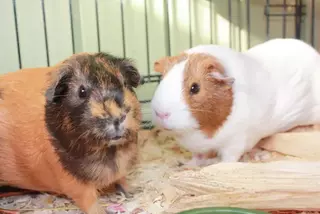 can-you-use-pine-bedding-for-guinea-pigs
