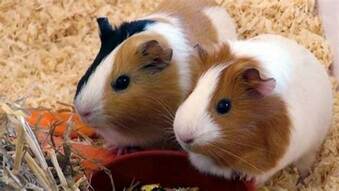 can-you-use-pine-bedding-for-guinea-pigs