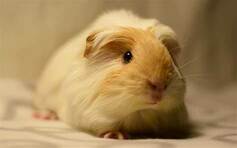 can-you-use-pine-bedding-for-guinea-pigs