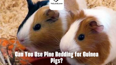 Can You Use Pine Bedding for Guinea Pigs?