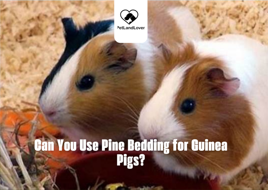 Can You Use Pine Bedding for Guinea Pigs?