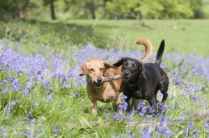 canine heat cycles