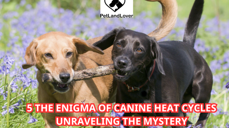 5 The Enigma of Canine Heat Cycles Unraveling the Mystery