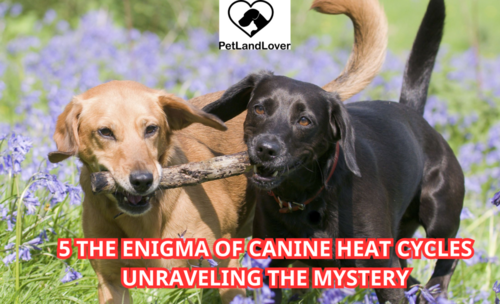 5 The Enigma of Canine Heat Cycles Unraveling the Mystery