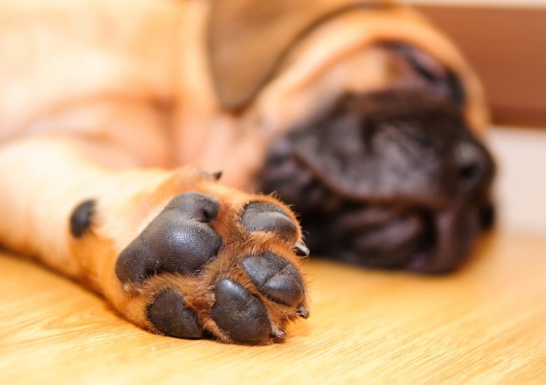 care for dog paws