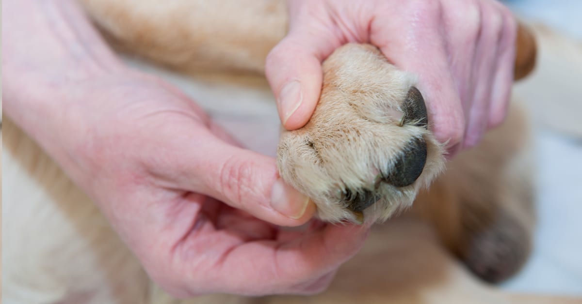 care for dog paws