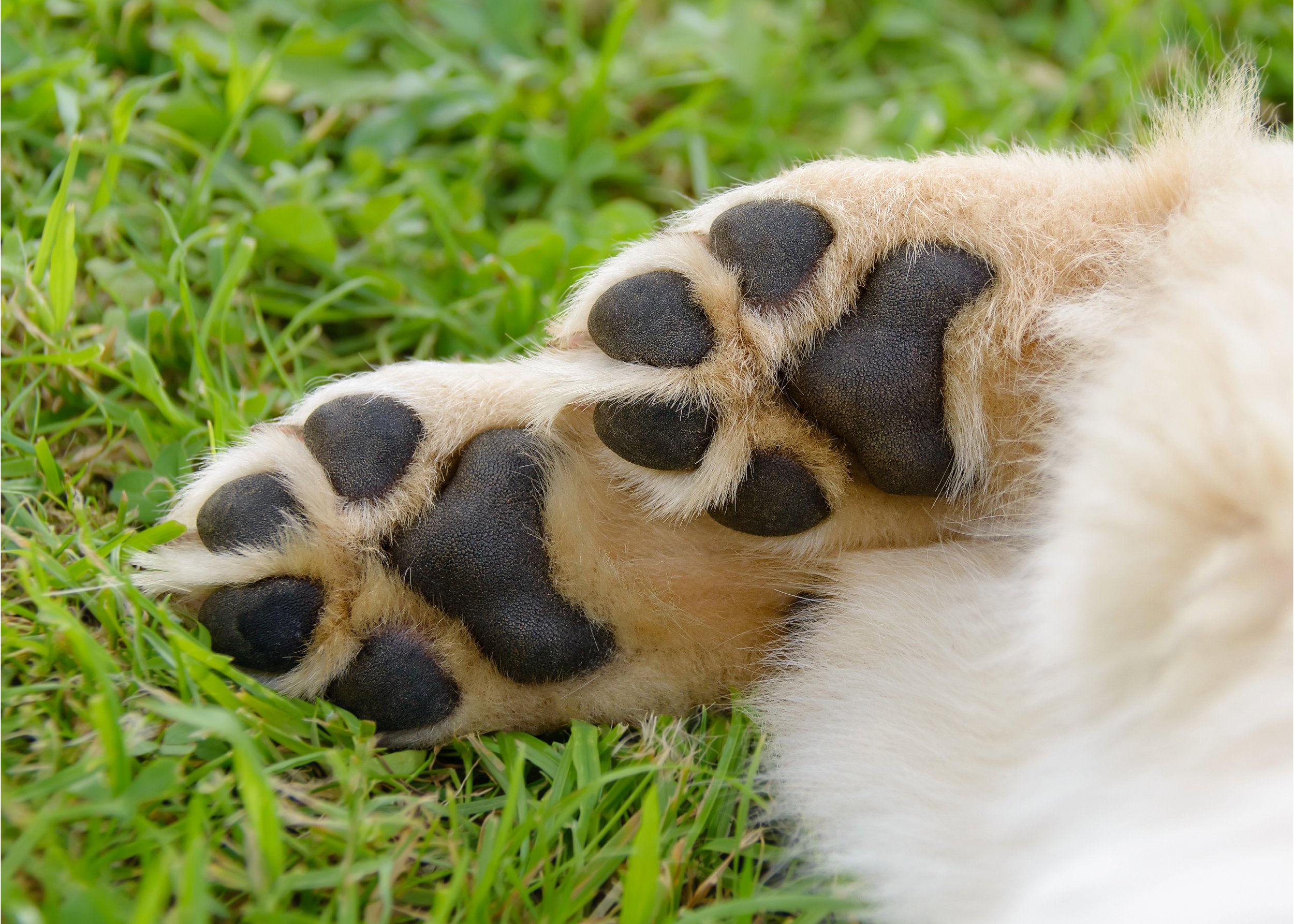 care for dog paws