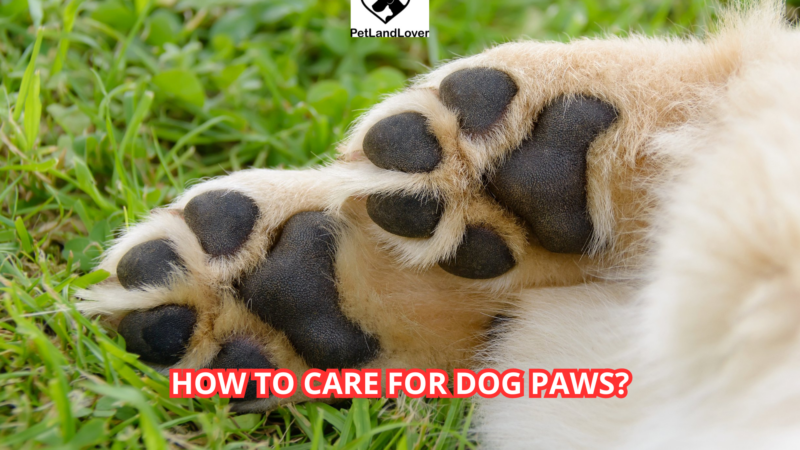 How to care for dog paws?