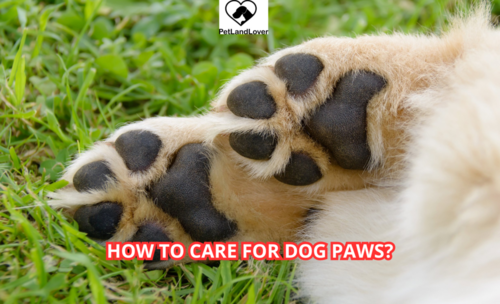 How to care for dog paws?