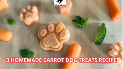 3 Homemade Carrot Dog Treats Recipe