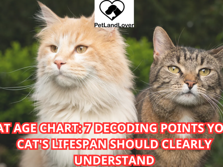 CAT AGE CHART: 7 DECODING POINTS YOUR CAT’S LIFESPAN SHOULD CLEARLY UNDERSTAND