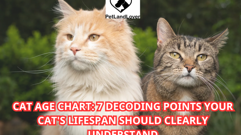 CAT AGE CHART: 7 DECODING POINTS YOUR CAT’S LIFESPAN SHOULD CLEARLY UNDERSTAND