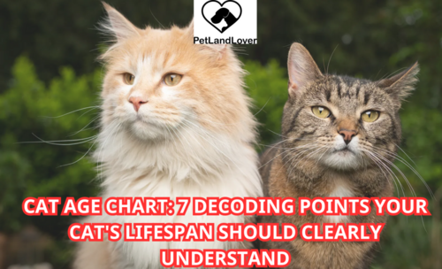 CAT AGE CHART: 7 DECODING POINTS YOUR CAT’S LIFESPAN SHOULD CLEARLY UNDERSTAND