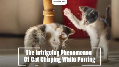 The Intriguing Phenomenon Of Cat Chirping While Purring