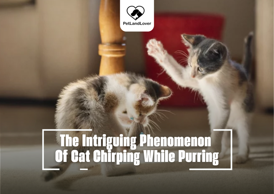 The Intriguing Phenomenon Of Cat Chirping While Purring