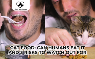 Cat food: Can humans eat it and 3 risks to watch out for