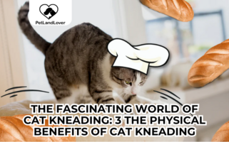 The Fascinating World of Cat Kneading: 3 The Physical Benefits of Cat Kneading