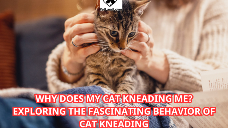 Why Does My Cat Kneading Me? Exploring the Fascinating Behavior of Cat Kneading