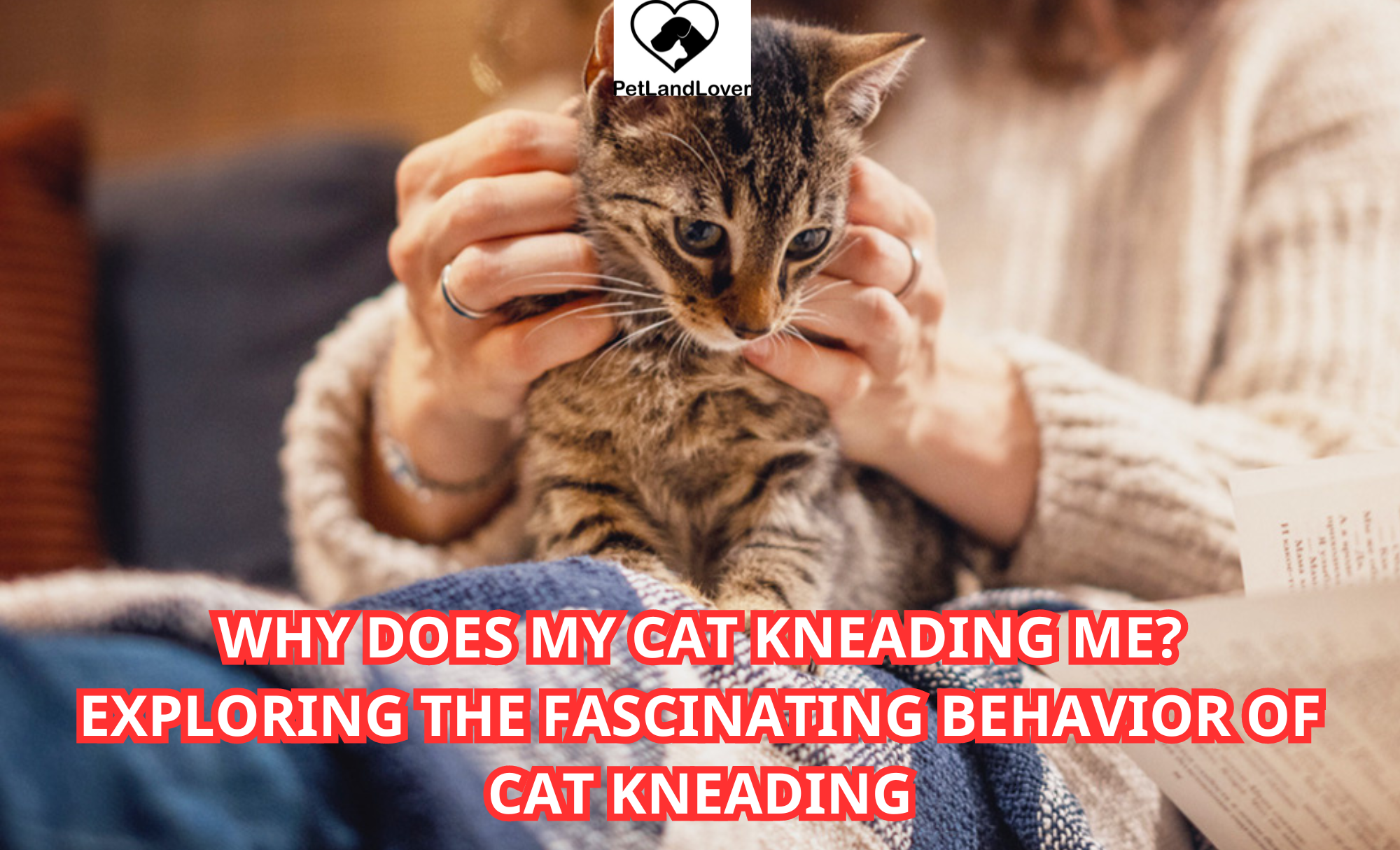 Why Does My Cat Kneading Me? Exploring the Fascinating Behavior of Cat Kneading