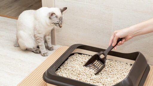 Cat Litter