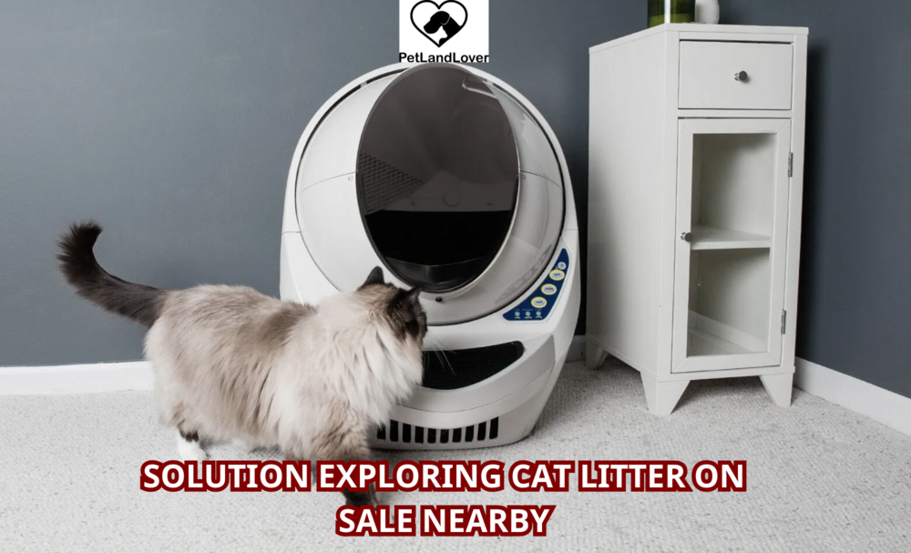 Solution Exploring Cat Litter on Sale Nearby