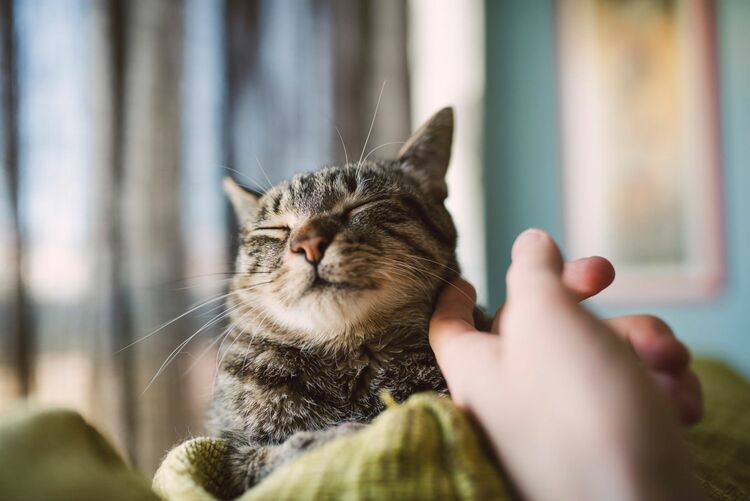 The Emotional Connection with Cats