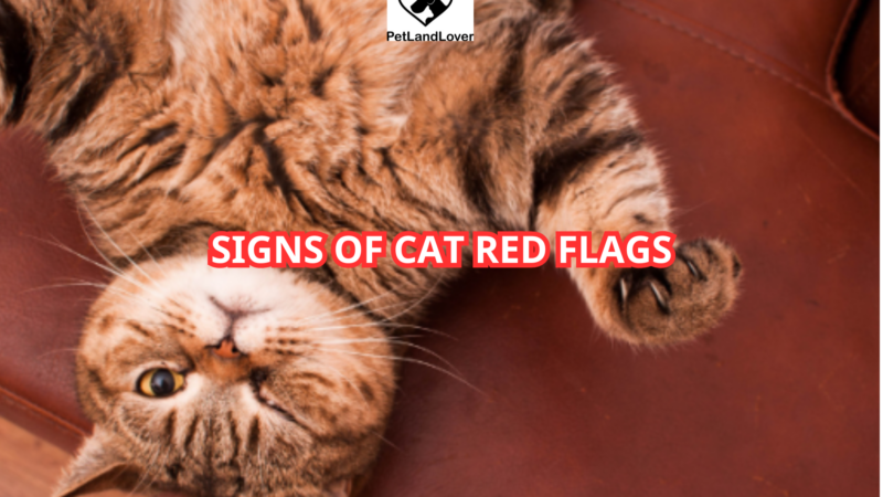 SIGNS OF CAT RED FLAGS