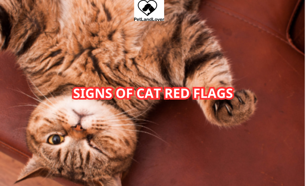 SIGNS OF CAT RED FLAGS