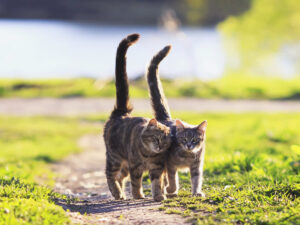 cat tail behavior