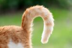 cat tail behavior