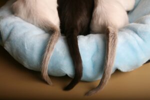 cat tail behavior