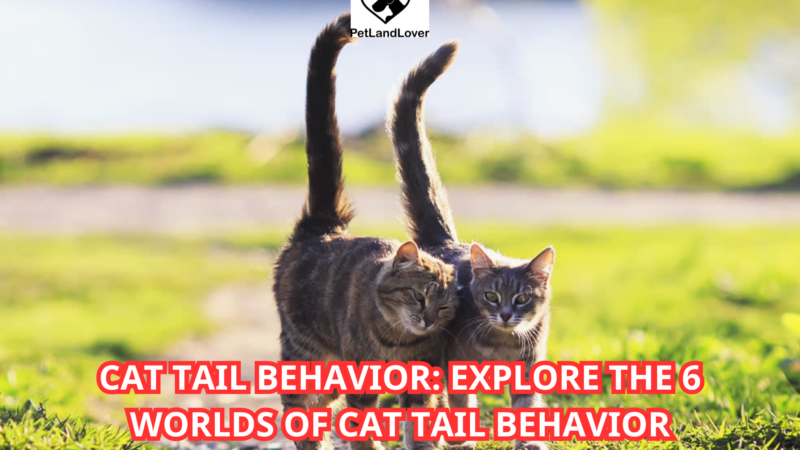 Cat Tail Behavior: Explore the 6 worlds of cat tail behavior