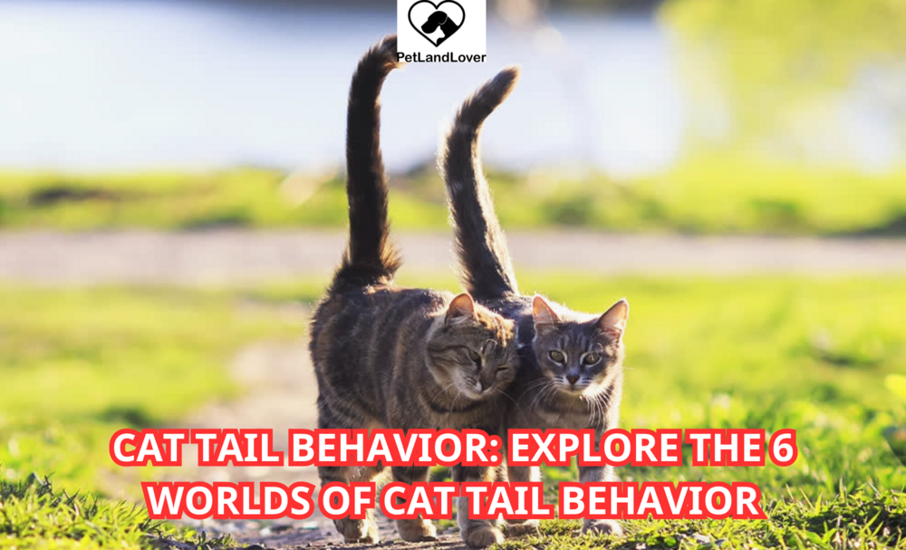 Cat Tail Behavior: Explore the 6 worlds of cat tail behavior