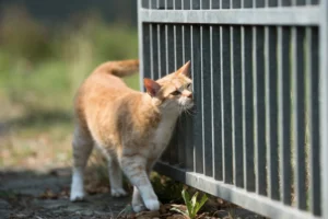 cat territorial marking