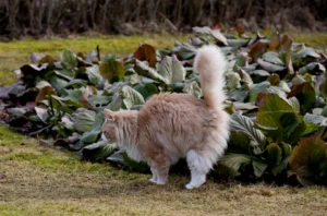 cat territorial marking