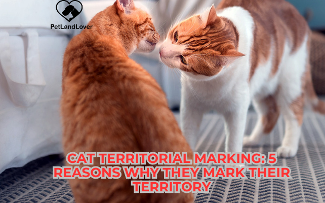 Cat territorial marking: 5 reasons why they mark their territory