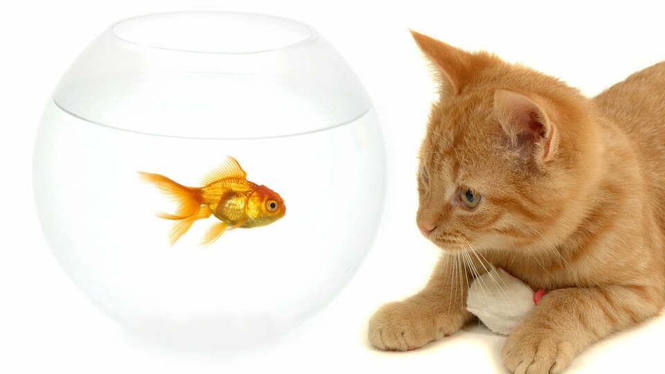 cat-watching-fish-tank