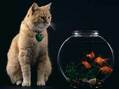 can cats drink fish tank water