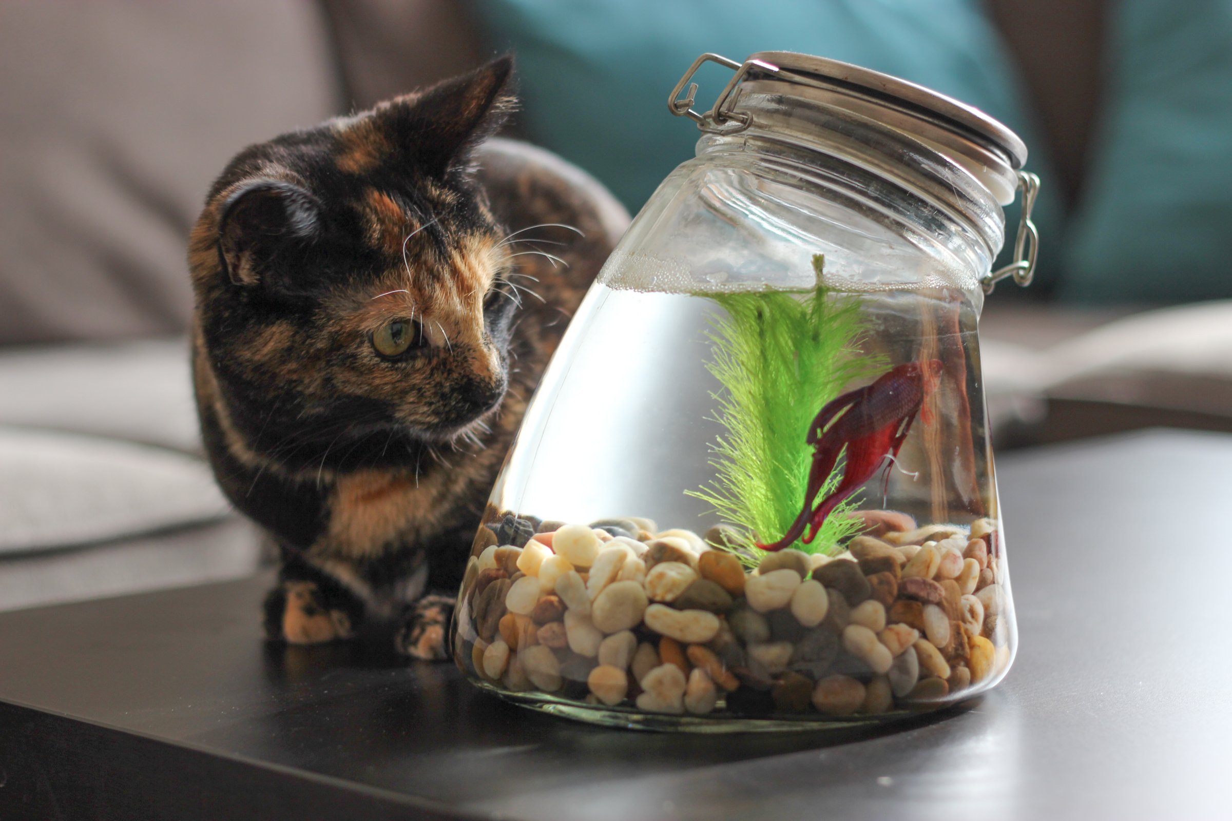 can cats drink fish tank water